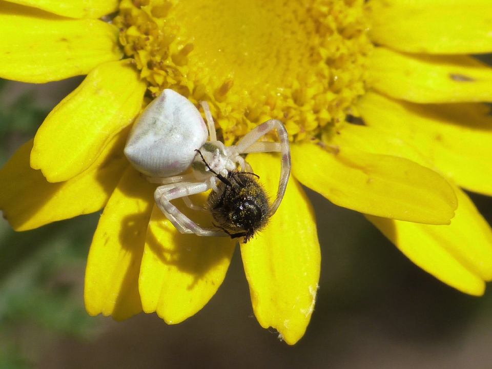 Paratriodonta romana (Melolonthidae)